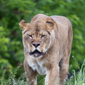 Preview wallpaper lioness, big cat, predator, wildlife