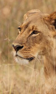 Preview wallpaper lioness, big cat, predator, grass, wildlife