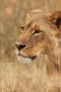 Preview wallpaper lioness, big cat, predator, grass, wildlife