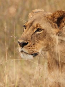 Preview wallpaper lioness, big cat, predator, grass, wildlife