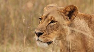 Preview wallpaper lioness, big cat, predator, grass, wildlife