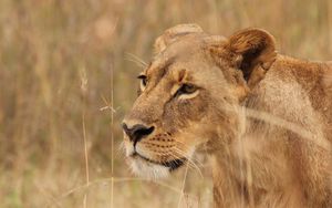 Preview wallpaper lioness, big cat, predator, grass, wildlife