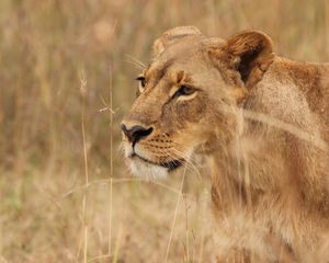 Preview wallpaper lioness, big cat, predator, grass, wildlife