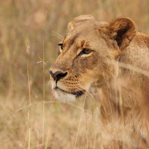 Preview wallpaper lioness, big cat, predator, grass, wildlife