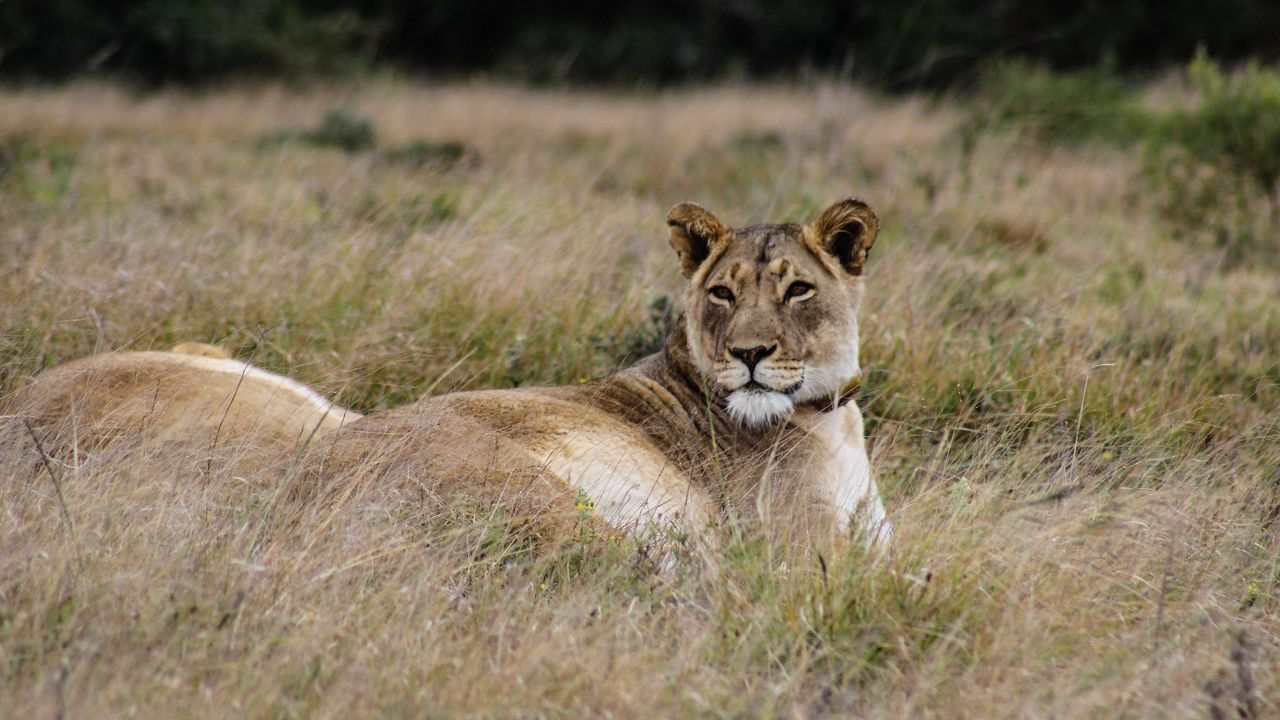Wallpaper lioness, big cat, predator, grass
