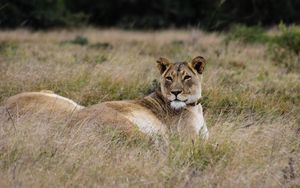 Preview wallpaper lioness, big cat, predator, grass