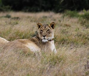 Preview wallpaper lioness, big cat, predator, grass