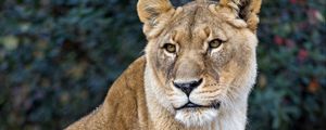 Preview wallpaper lioness, big cat, predator, animal, glance