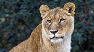 Preview wallpaper lioness, big cat, predator, animal, glance