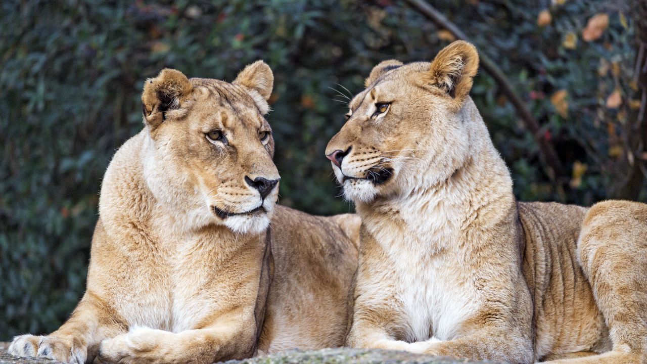 Wallpaper lioness, big cat, predator, profile