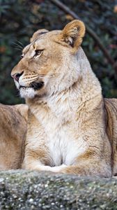 Preview wallpaper lioness, big cat, predator, profile