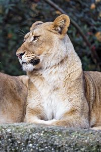 Preview wallpaper lioness, big cat, predator, profile