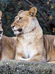 Preview wallpaper lioness, big cat, predator, profile