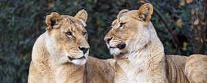 Preview wallpaper lioness, big cat, predator, profile
