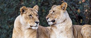 Preview wallpaper lioness, big cat, predator, profile