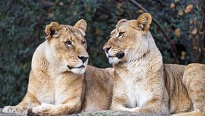 Preview wallpaper lioness, big cat, predator, profile