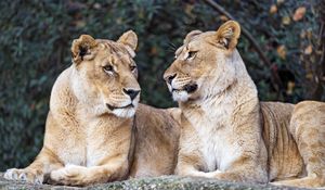 Preview wallpaper lioness, big cat, predator, profile