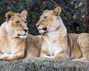 Preview wallpaper lioness, big cat, predator, profile