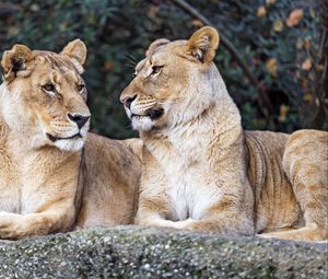 Preview wallpaper lioness, big cat, predator, profile