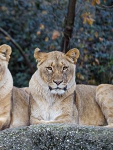 Preview wallpaper lioness, big cat, predator, glance