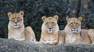 Preview wallpaper lioness, big cat, predator, glance