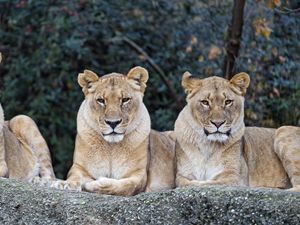 Preview wallpaper lioness, big cat, predator, glance