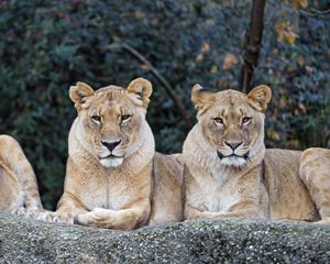 Preview wallpaper lioness, big cat, predator, glance
