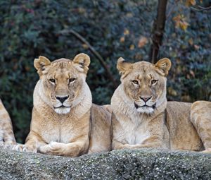 Preview wallpaper lioness, big cat, predator, glance