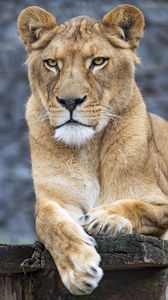 Preview wallpaper lioness, big cat, predator, paws