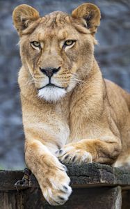 Preview wallpaper lioness, big cat, predator, paws