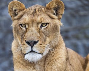 Preview wallpaper lioness, big cat, predator, paws