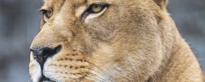 Preview wallpaper lioness, big cat, predator, glance, paws