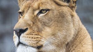 Preview wallpaper lioness, big cat, predator, glance, paws