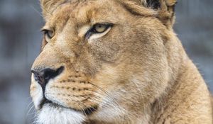 Preview wallpaper lioness, big cat, predator, glance, paws