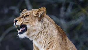 Preview wallpaper lioness, big cat, predator, fangs