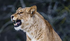 Preview wallpaper lioness, big cat, predator, fangs