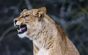 Preview wallpaper lioness, big cat, predator, fangs