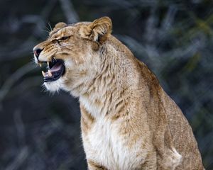 Preview wallpaper lioness, big cat, predator, fangs