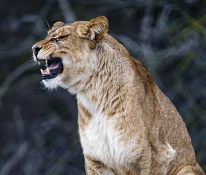 Preview wallpaper lioness, big cat, predator, fangs