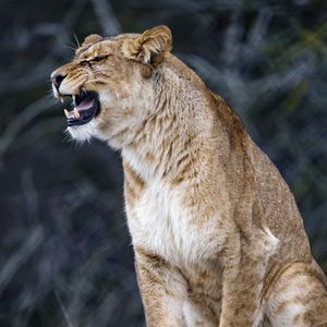 Preview wallpaper lioness, big cat, predator, fangs