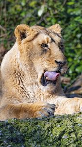 Preview wallpaper lioness, big cat, predator, protruding tongue