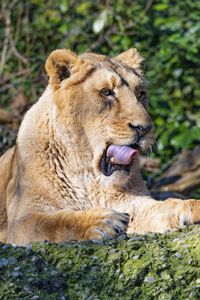 Preview wallpaper lioness, big cat, predator, protruding tongue