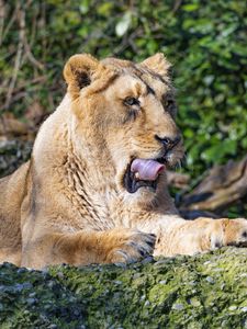 Preview wallpaper lioness, big cat, predator, protruding tongue