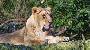 Preview wallpaper lioness, big cat, predator, protruding tongue