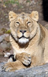 Preview wallpaper lioness, big cat, predator, view, face