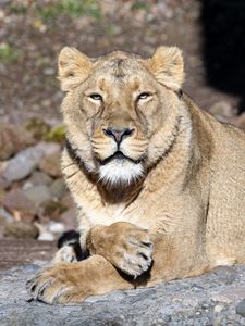 Preview wallpaper lioness, big cat, predator, view, face