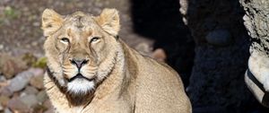 Preview wallpaper lioness, big cat, predator, view, face