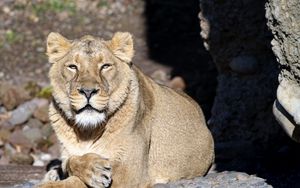 Preview wallpaper lioness, big cat, predator, view, face
