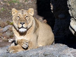 Preview wallpaper lioness, big cat, predator, view, face