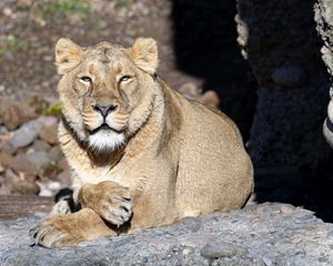 Preview wallpaper lioness, big cat, predator, view, face